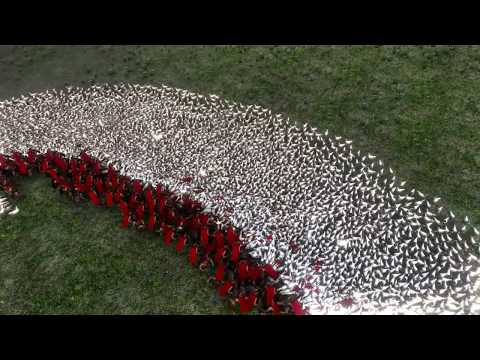 300 Spartans vs 10,000 Chickens [UEBS]