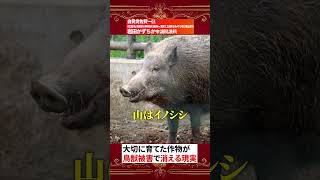 2億超えの被害‥鳥獣被害どうすればいいの！？自民党衆議院議員岩田かずちか副大臣（経済.財政.金融）　#佐賀　#農家