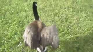 preview picture of video 'Goose Harassment in Pittsburgh Zoo'