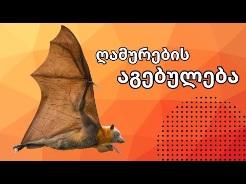 ღამურას აგებულება