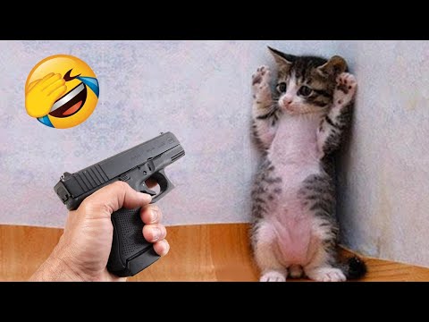 Essayer de ne pas rire meilleurs chiens et chats drôles partie 3