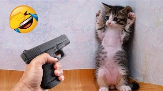Essayer de ne pas rire meilleurs chiens et chats drôles partie 3