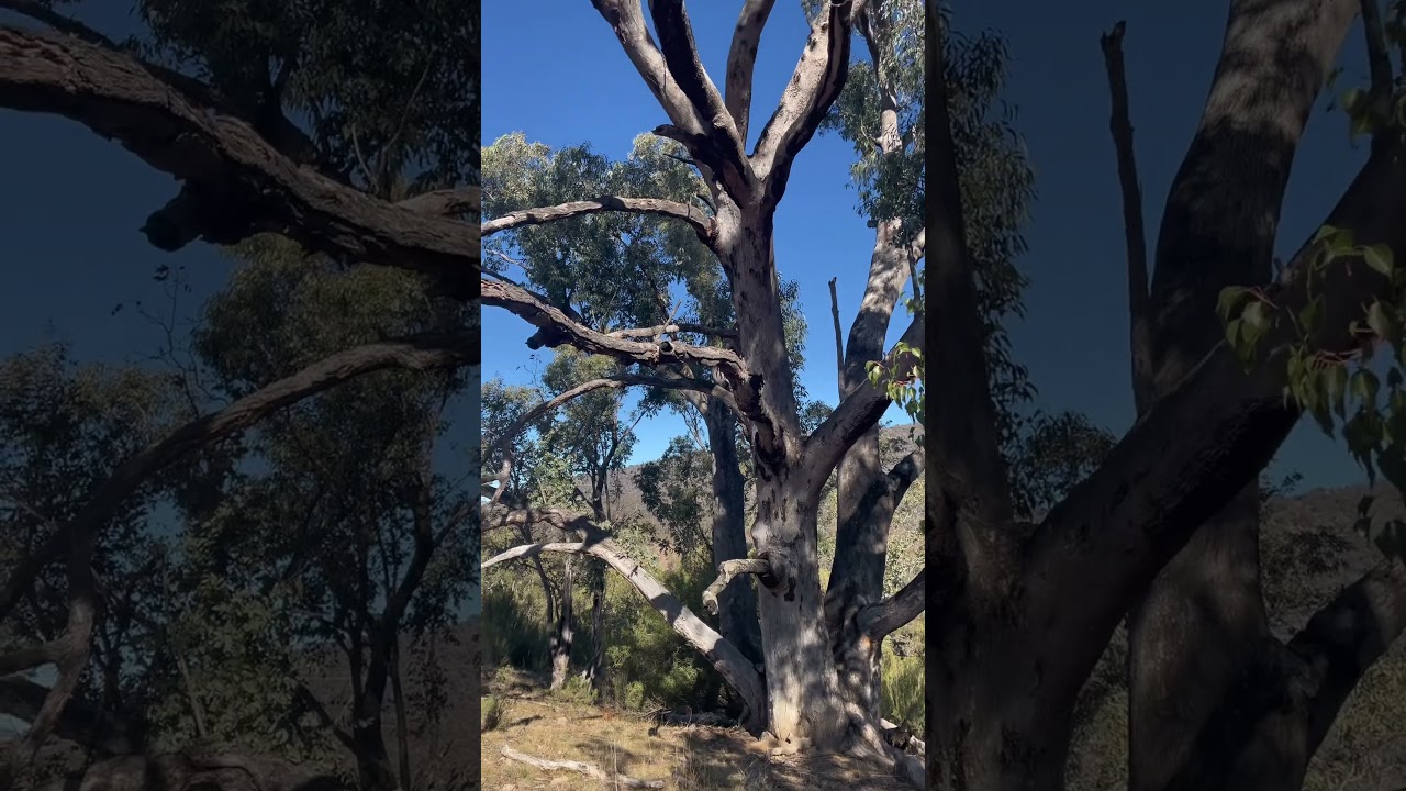 YouTube Short thumbnail