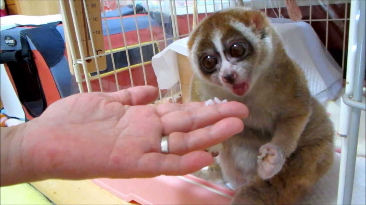 Slow Loris want more Rice Ball