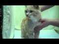 Barnie Movie Mp4
