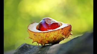 Jazzmake   Acoustic Roots Trip   08   Knurled Chrome   120 BPM   Chill Jazz