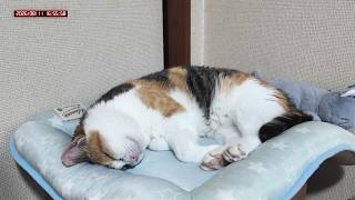 三毛猫フミちゃん　 LIVE配信　2026年8月11日　calico cat　(LIVE stream)