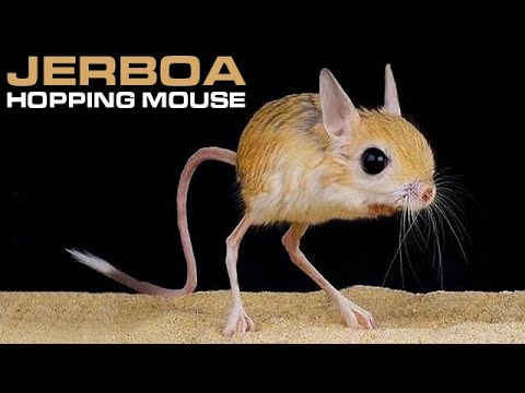 JERBOA - Hopping Desert Rodent, Cute But Deadly!!
