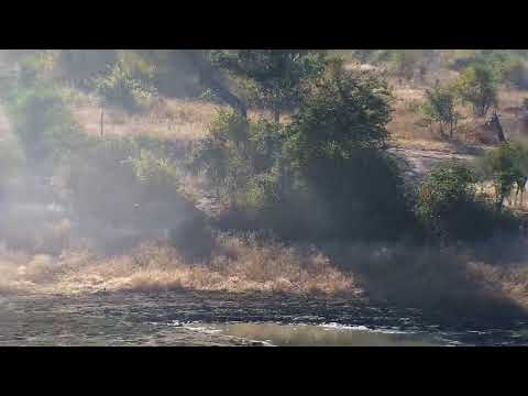 Djuma: Giraffe group running and romping around - 07:39 - 05/01/19