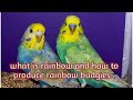 how to produce rainbow budgies | rainbow identification | rainbow budgies ki pahchan | rainbow