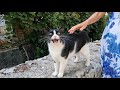 When The Tuxedo Cat Saw Me She Started Meowing Loudly With Happiness