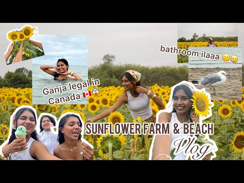 Sun flower farm | Tamil Vlog | Canada | Beachside 