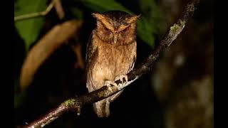 Download lagu pikat khusus celepuk/dares ampuh dimalam hari mp3