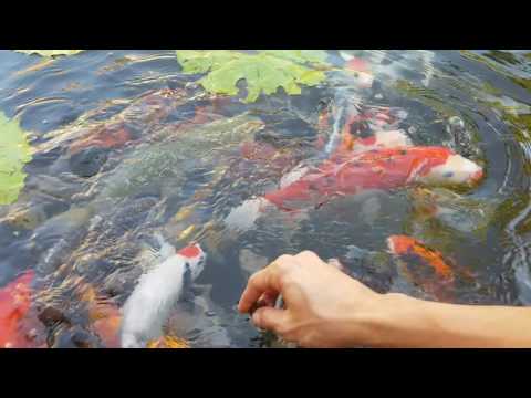 Feeding bloodworm to koi