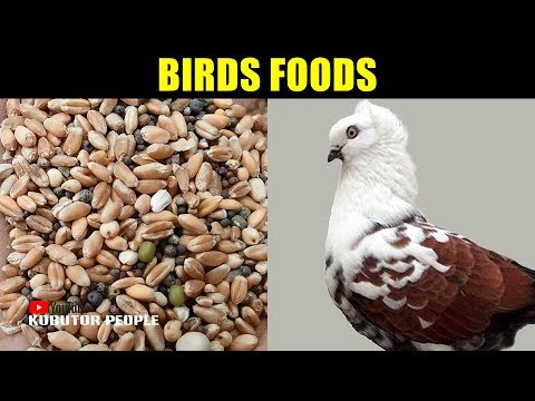 Best pigeons mix feed & food