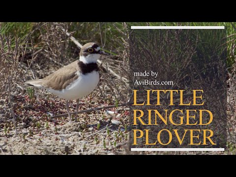 Kulík riečny (Charadrius dubius) — Little Ringed Plover základné fakty o druhu