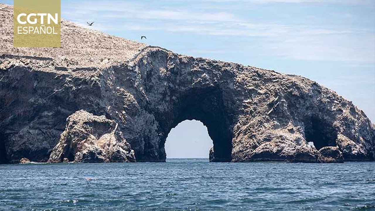 Las altas temperaturas en el mar de Perú causan estragos en especies marinas