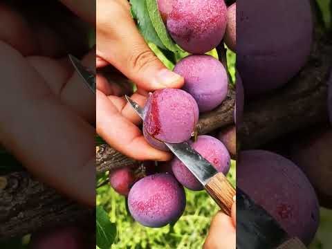 Why Plum Fruit is the Ultimate Superfood