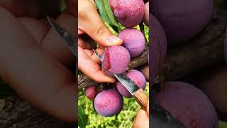 Download lagu Why Plum Fruit is the Ultimate Superfood mp3 Download lagu Why Plum Fruit is the Ultimate Superfood mp3