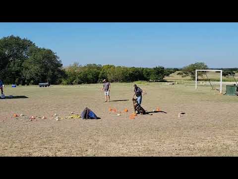 Jasper z Atarova Sadu PSA1 Trial 2022 obedience