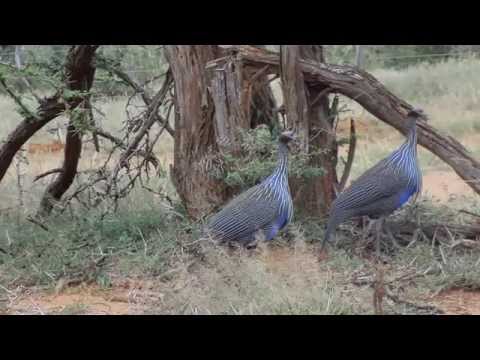 Charles Ray Kasembe Dawa ya Mapenzi Pt1