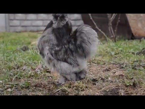 Włos nie spadnie z tyrosolu Maska do włosów tłustych