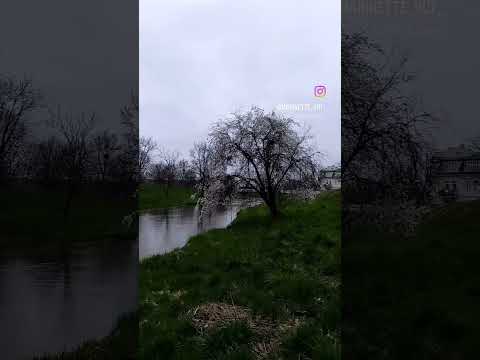 Ранкова прогулянка з коллі 🐾🐾🐾🐾🐾🐾 #carpediem