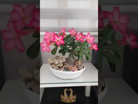 wow amazing 😍 😍 beautiful bonsai  #adeniumbonsai #amazingbonsai #trending #youtubeshorts #flowers