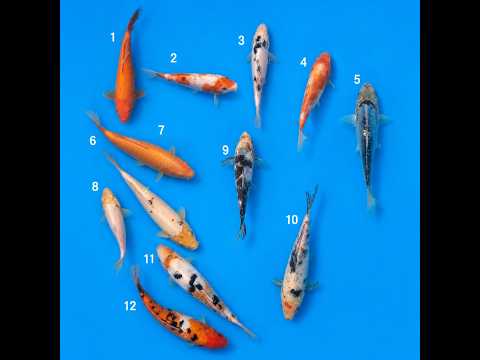 Video pregled koi ribe