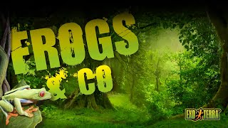 Frogs &amp; Co Intro