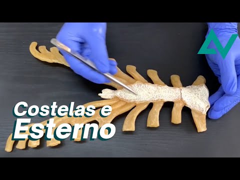 Costelas e esterno