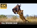 LION Vs PREY Battle For Survival In Predator Territory Nature Animal Documentary