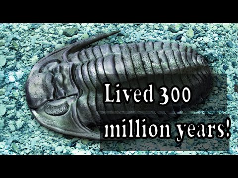 The clade lived for around 300 million years! #Trilobite