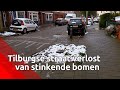 Tilburgse straat verlost van stinkende bomen