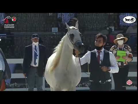 N 52 SQ AL JAOUHRA   Abu Dhabi International Arabian Horse Championship 2021   Fillies 2 Years Old C