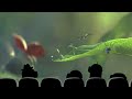 Watch The Bug S Life First Theatrical Teaser Trailer With The Minions