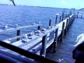 Seagulls Love French Fries