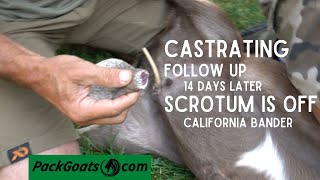 FOLLOW UP How to Castrate Your Goats with the California Bander