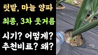 마늘&양파재배???? 3차(최종) 웃거름???? 시기? 어떻게? 추천비료? 왜?