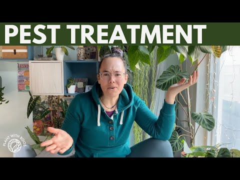 How I treat pests - Thrips, Spider mites & Fungus Gnats (and Plant update)
