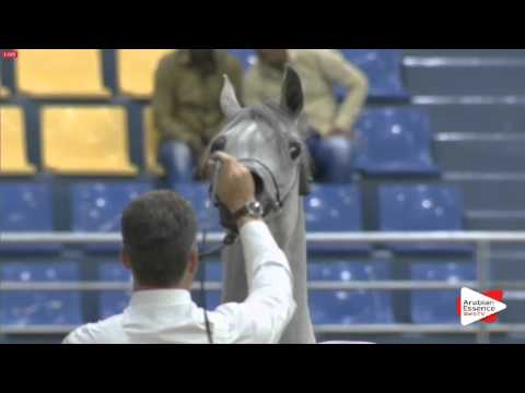 N.77 BINT HAZY AL KHALEDIAH - Sharjah 2016 - 3 years old Fillies (Class 4)