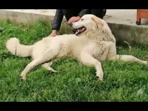 Cuccioli Cane da Montagna dei Pirenei maschi femmine in vendita
