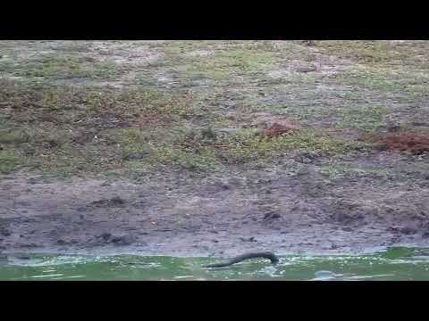 Djuma: Blacksmith Lapwing chick - 06:24 - 12/13/2022