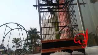 Download lagu Decu Gacor Ngeplong Pagi mp3