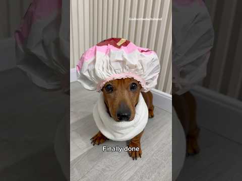 When you get a red dachshund #dogs #dog