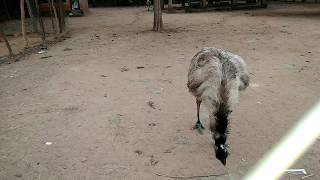 preview picture of video 'Emu birds zoo, Daringbadi the Kashmir of Odisha'