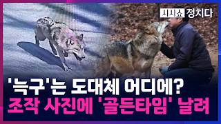 [시사쇼 정치다] 탈출 늑대 '늑구' 행방 오리무중···AI 조작 사진까지 등장해 '혼선'