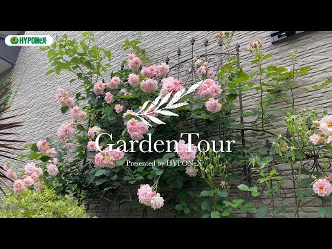 庭の日陰の場所で育てる半日陰、半日向の植物11本  庭園