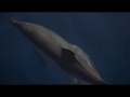 New Earth Rising Dolphin Dreaming.mp4 
