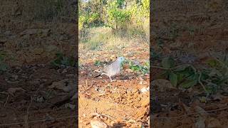 Download lagu perkutut lokal pikat gacor cor mp3